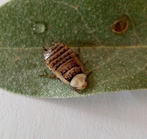 Réf. 228 419 : Phyllodromica subaptera